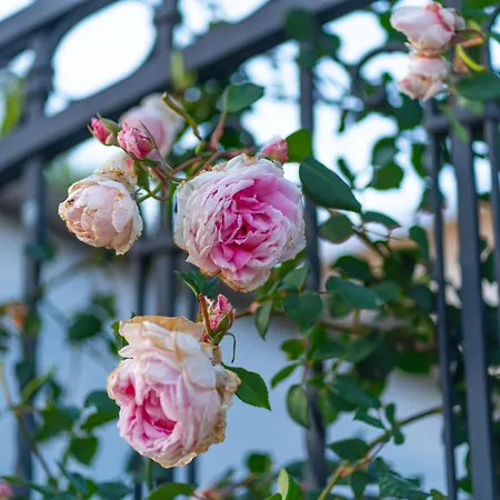 Aparthotel Paquja Quartu SantʼElena