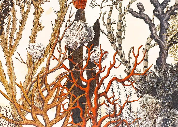 Paquja クアルトゥ・サンテーレナ